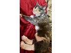 Reggie And Rascel, Domestic Shorthair For Adoption In Scottsboro, Alabama