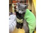Quinzel, Domestic Shorthair For Adoption In Toronto, Ontario