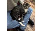 Arnold, Domestic Shorthair For Adoption In Rockaway, New Jersey