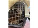 Cheeto, Domestic Shorthair For Adoption In Edmonton, Alberta