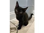Starz Kitten, Domestic Shorthair For Adoption In Rockaway, New Jersey