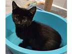Eclipse Kitten, Domestic Shorthair For Adoption In Rockaway, New Jersey