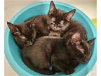Earthquake Kitten, Domestic Shorthair For Adoption In Rockaway, New Jersey