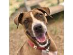 Brownie, American Staffordshire Terrier For Adoption In Justin, Texas