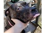 Coco, American Staffordshire Terrier For Adoption In Columbia, South Carolina