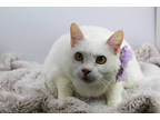 Gracie (main Campus), Domestic Shorthair For Adoption In Louisville, Kentucky