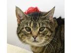 Janie (main Campus)(waived Adoption Fee), Domestic Shorthair For Adoption In