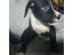 Boxer Puppy for sale in Silverton, OR, USA