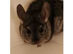 Pebbles, Chinchilla For Adoption In South Bend, Indiana