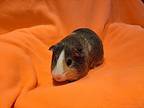 Rascal And Mischief, Guinea Pig For Adoption In South Bend, Indiana