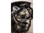 Meadow, Domestic Shorthair For Adoption In Indiana, Pennsylvania