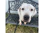 Fia, American Pit Bull Terrier For Adoption In Oakland, California
