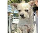 Weston, Terrier (unknown Type, Medium) For Adoption In Oakland, California