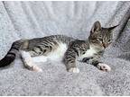 Hansel, Domestic Shorthair For Adoption In Canton, South Dakota