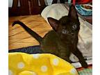 Ricky, Russian Blue For Adoption In Wimauma, Florida