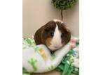 Rosie, Guinea Pig For Adoption In Newington, Connecticut