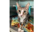 Josie, Domestic Shorthair For Adoption In Baltimore, Maryland