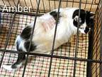 Amber, Domestic Shorthair For Adoption In Ny, Binghamton, New York