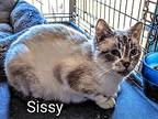 Sissy, Siamese For Adoption In Ny, Binghamton, New York