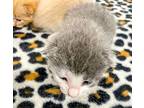 Kittens, Domestic Shorthair For Adoption In Ny, Binghamton, New York
