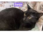 Sanja, Domestic Shorthair For Adoption In Roseburg, Oregon