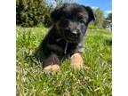 German Shepherd Dog Puppy for sale in Chapel Hill, TN, USA