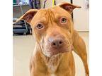 Rusty, American Pit Bull Terrier For Adoption In Des Moines, Iowa
