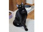 Nightbird, Domestic Shorthair For Adoption In West Orange, New Jersey