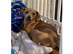 Puppy Zack - So Ca, Dachshund For Adoption In Los Angeles, California