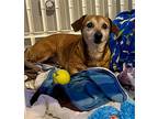 Charlie - So Ca, Dachshund For Adoption In Los Angeles, California