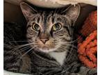 Lightning, Domestic Shorthair For Adoption In Virginia Beach, Virginia