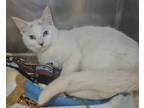 Yolanda, Domestic Shorthair For Adoption In Mount Holly, New Jersey