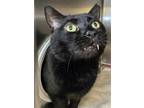 Hendrix, Domestic Shorthair For Adoption In Mount Holly, New Jersey