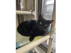 Elvira, Domestic Shorthair For Adoption In Indianapolis, Indiana