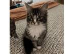 Finnegan, Domestic Mediumhair For Adoption In Mount Holly, New Jersey