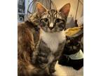 Petey, Domestic Shorthair For Adoption In Mount Holly, New Jersey