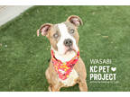 Wasabi, American Pit Bull Terrier For Adoption In Kansas City, Missouri