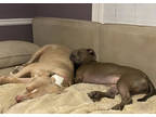Hannah, American Pit Bull Terrier For Adoption In Kansas City, Missouri