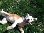 Angel, American Pit Bull Terrier For Adoption In Kansas City, Missouri