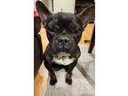 Pinecone, Boston Terrier For Adoption In Kelowna, British Columbia