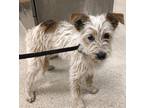 Rummy, Cairn Terrier For Adoption In Kelowna, British Columbia