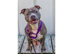 Sky, American Staffordshire Terrier For Adoption In Raleigh, North Carolina