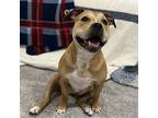 Honey, American Pit Bull Terrier For Adoption In Tampa, Florida