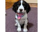 English Springer Spaniel Puppy for sale in Lisbon, OH, USA