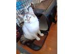 Sunshine, Domestic Longhair For Adoption In Woodland, California