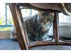 Katie (bonded With Max), American Shorthair For Adoption In Laguna Woods