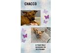 Chacco- 8 Year Male Dachshund, Dachshund For Adoption In Mesa, Arizona