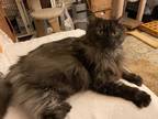 Rosie, Domestic Longhair For Adoption In Encinitas, California