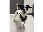 Joker, Jack Russell Terrier For Adoption In Mississauga, Ontario