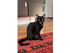 Runt, Domestic Shorthair For Adoption In Palatine, Illinois